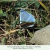 polyommatus poseidon akhaltsike male4